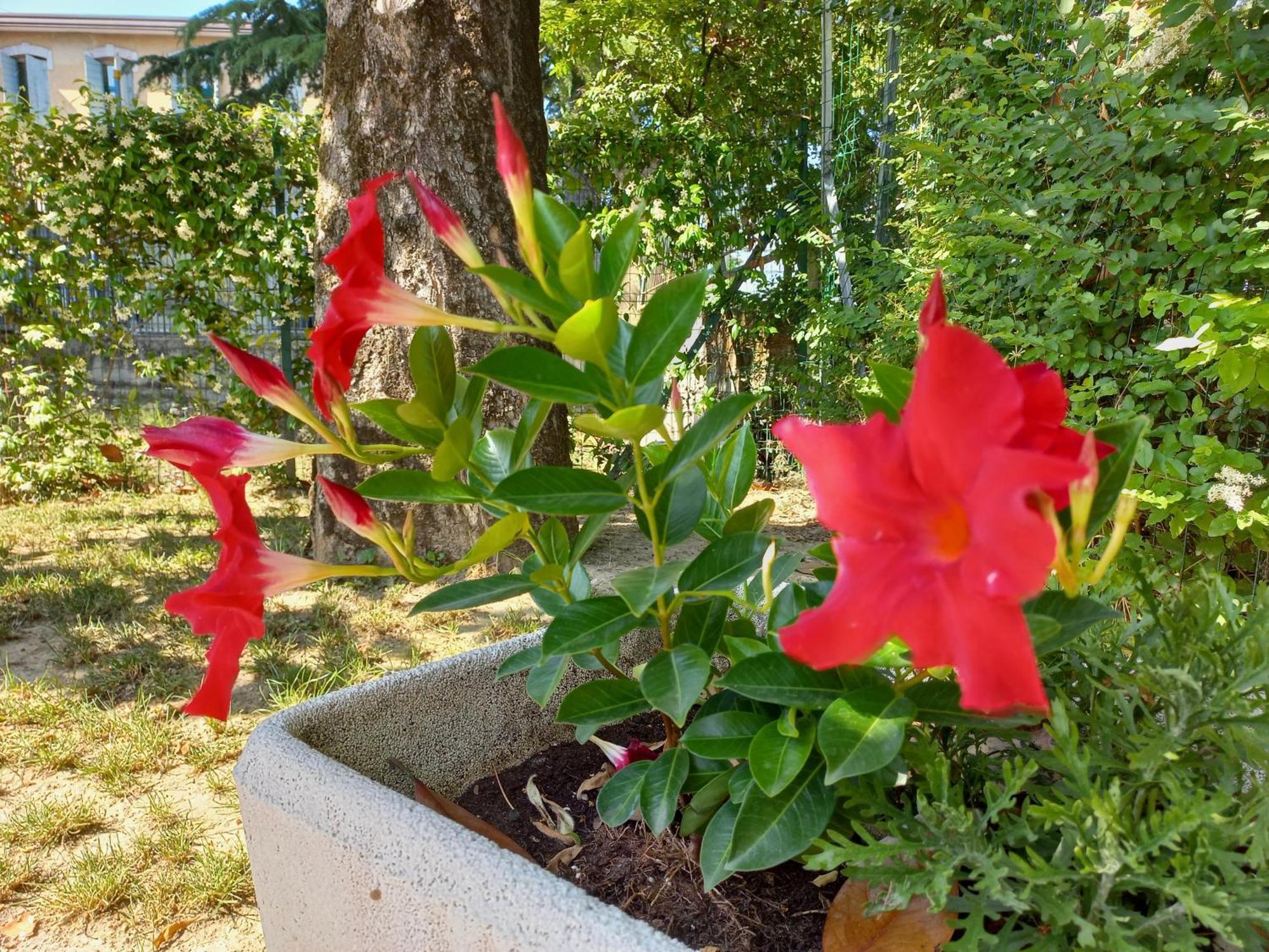 Appartamento Le Magnolie 2 Mestre Exteriér fotografie