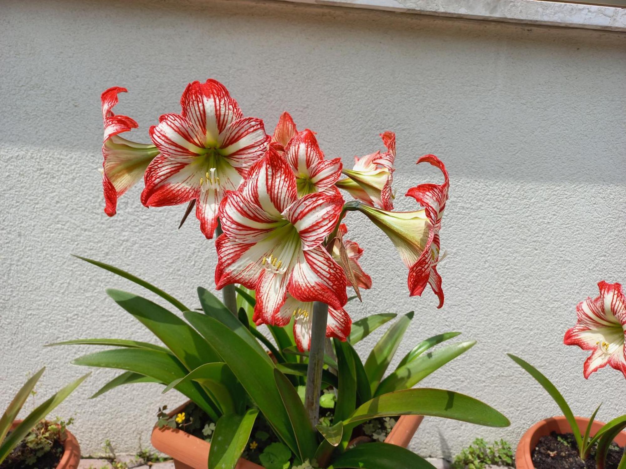 Appartamento Le Magnolie 2 Mestre Exteriér fotografie