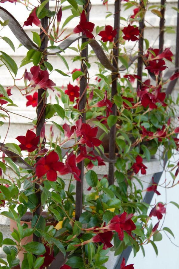 Appartamento Le Magnolie 2 Mestre Exteriér fotografie